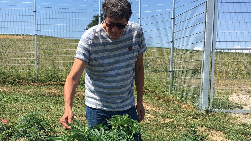 Markus Lüdi inspects a cannabis plant