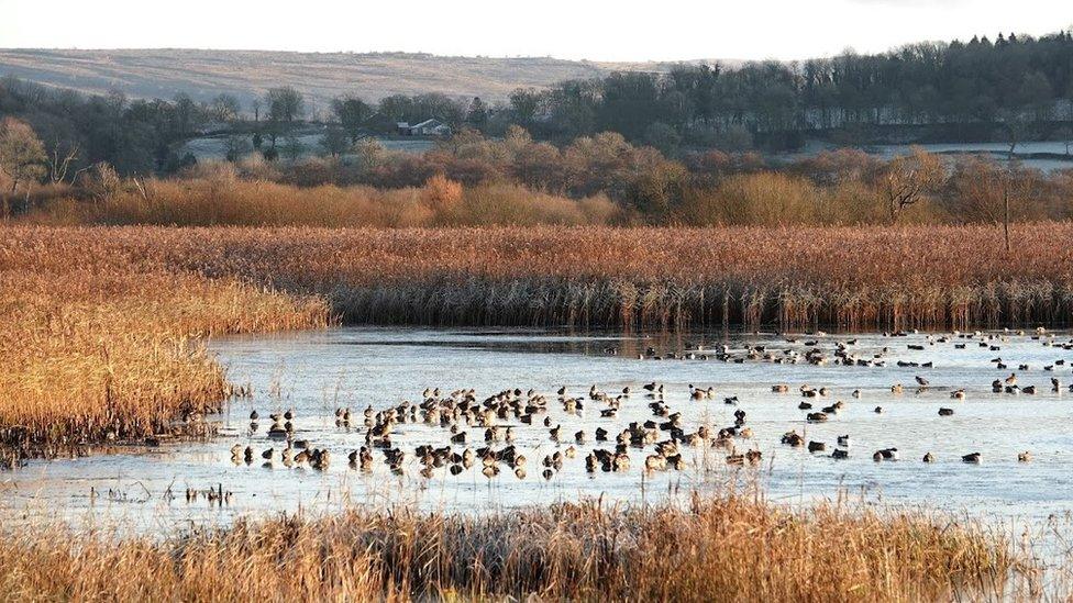 Wading birds and waterfowl on an area of water surrounded by reeds