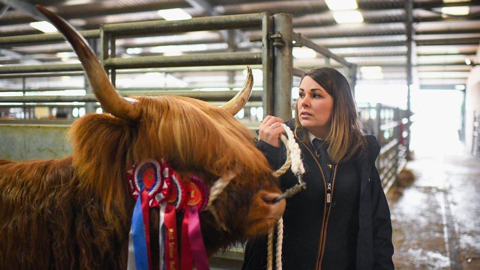 Oban cattle show