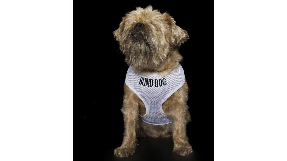 A fluffy dog with yellow fur and a black noses faces upwards, while wearing a jacket that says 'Blind Dog'.