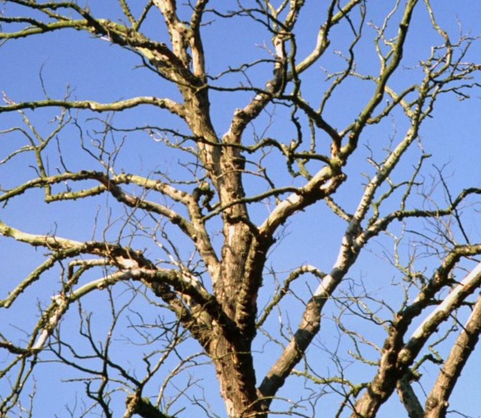 Tree affected by Dutch elm disease