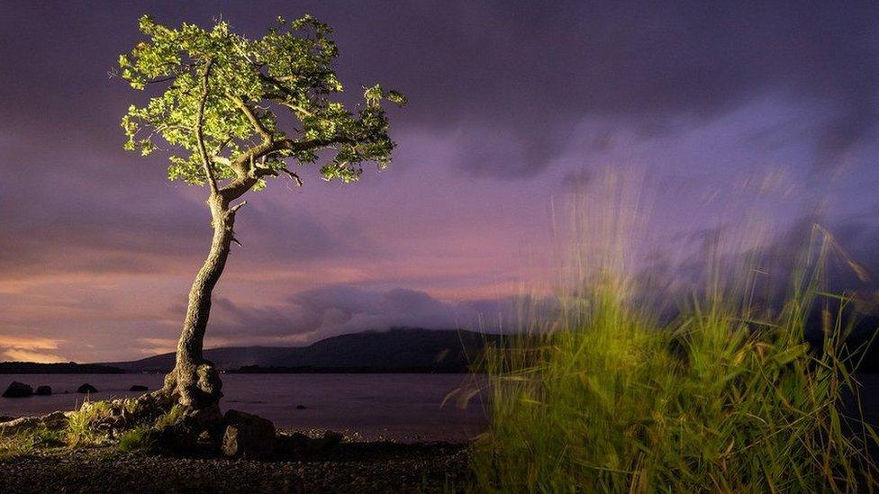 Milarrochy oak on Loch Lomond