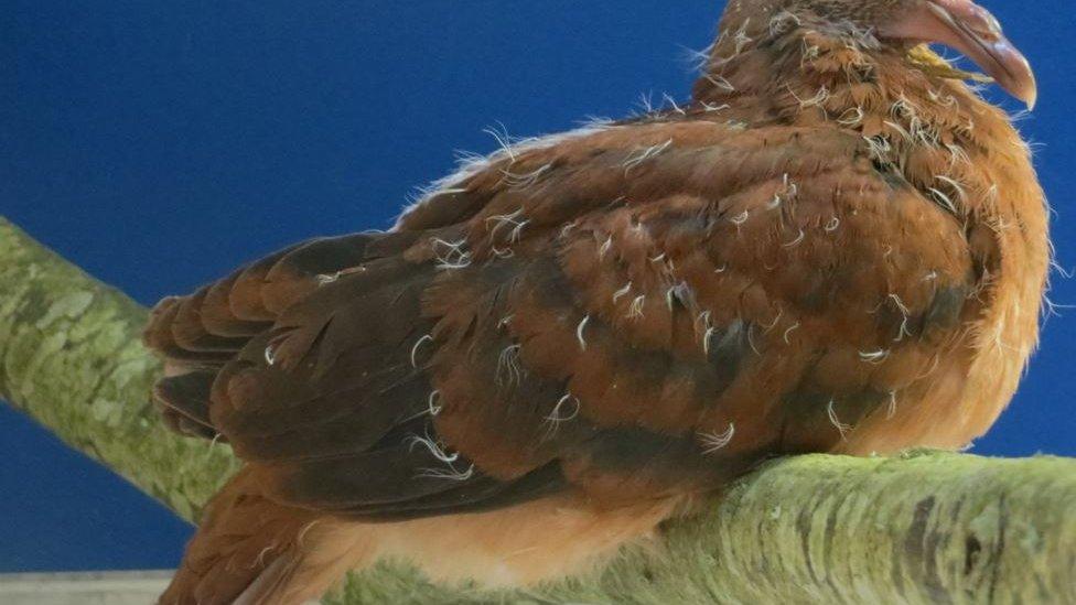 Adult pink pigeon