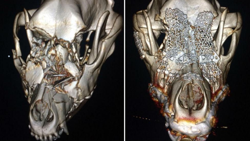 Dog scan before and after surgery