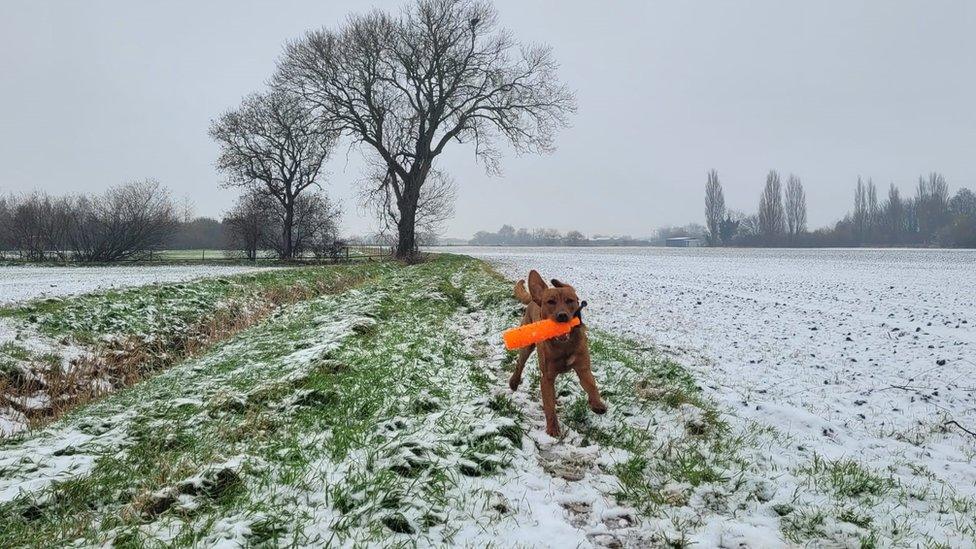 David McKenna's dog in snow