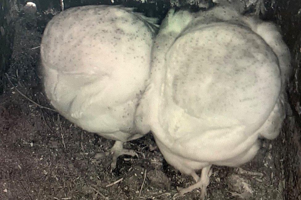 Barn owls