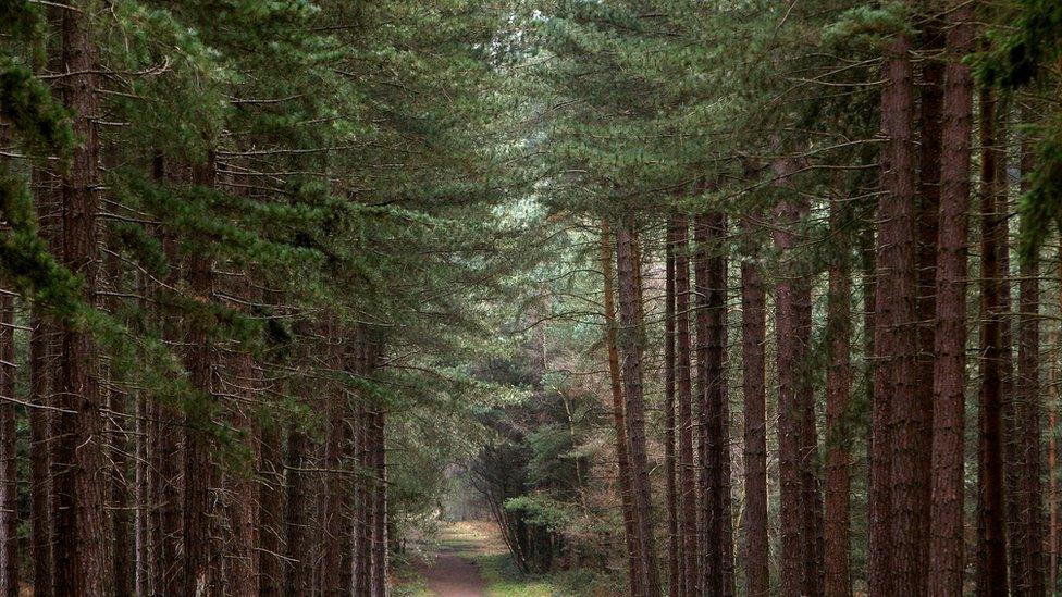 Image of forest in the UK