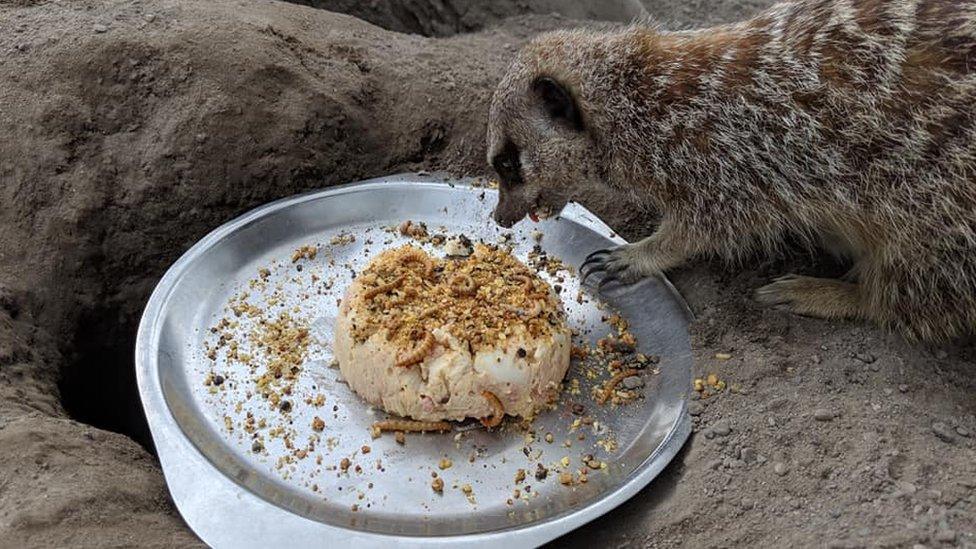 Holly with birthday meal of egg cake with worms