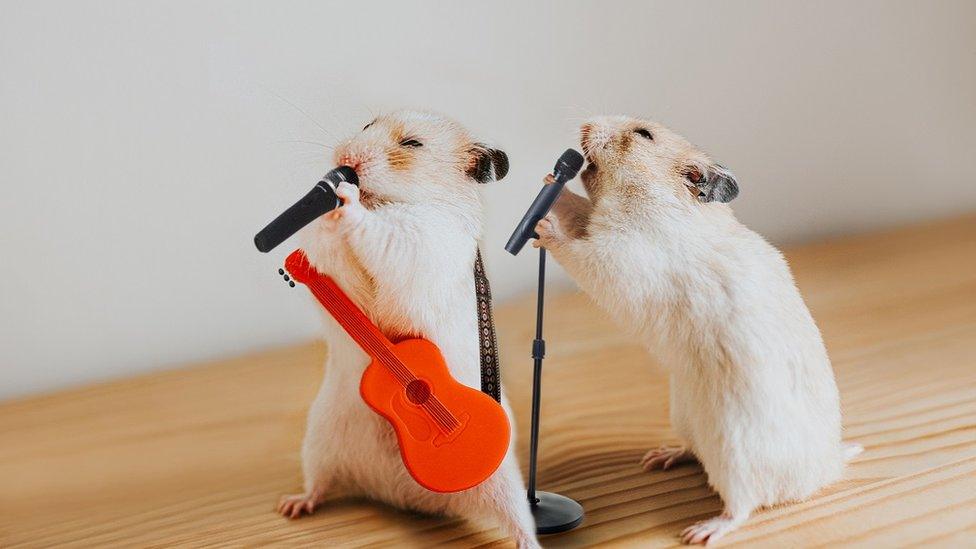 two-hamsters-singing.