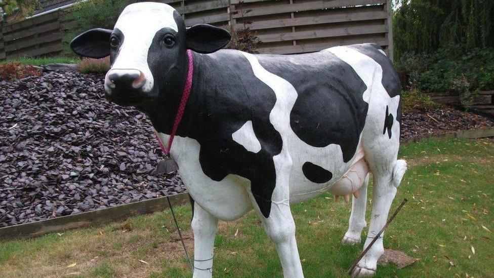 Blossom the cow