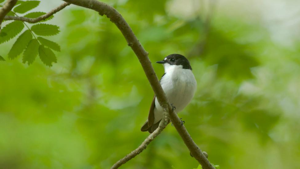 Pied flycatcher