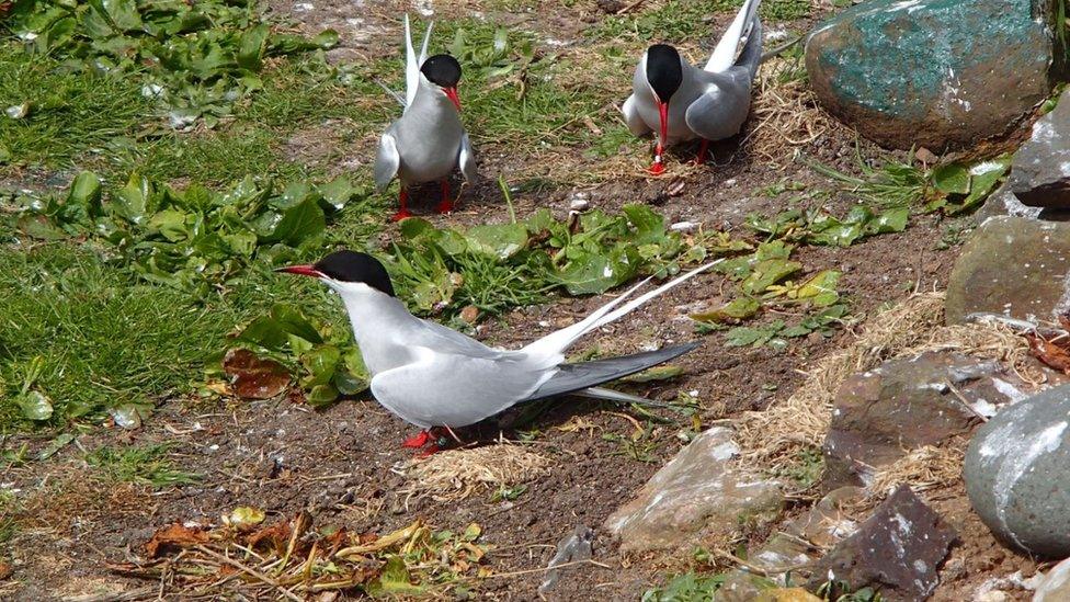 Farne Island Arctic terns