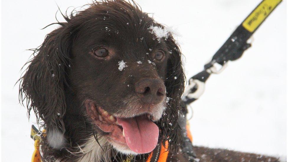 Dog playing in the snow