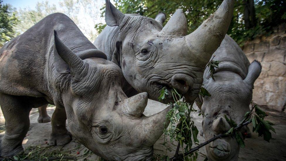 Three rhinos