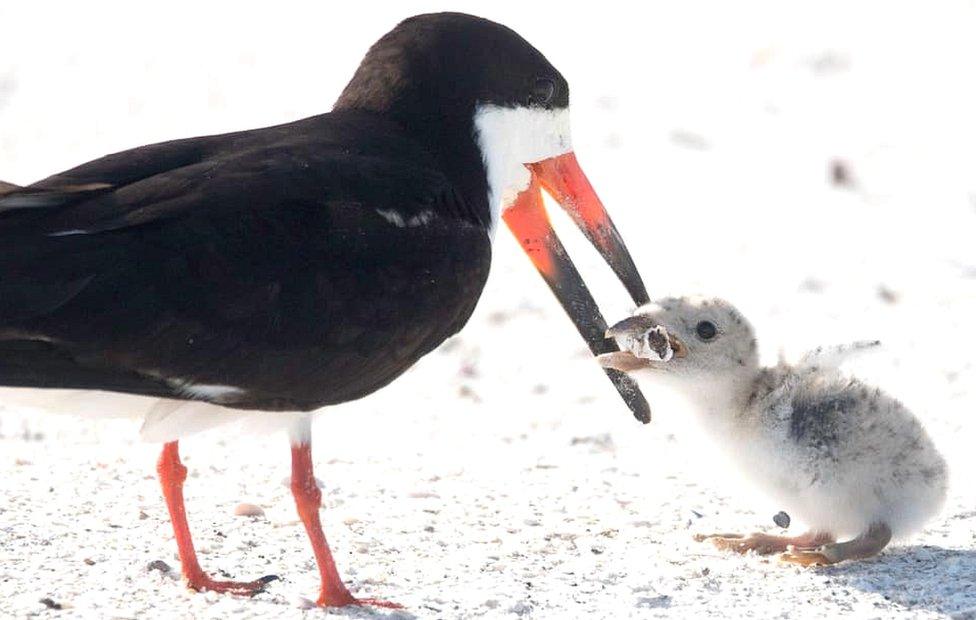 Black skimmer bird and chick on Florida beach