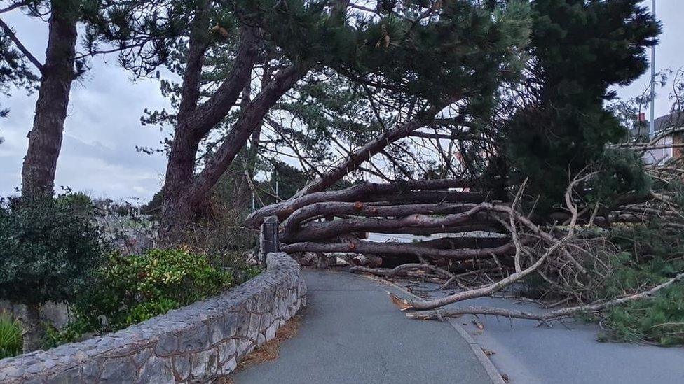 Fallen tree