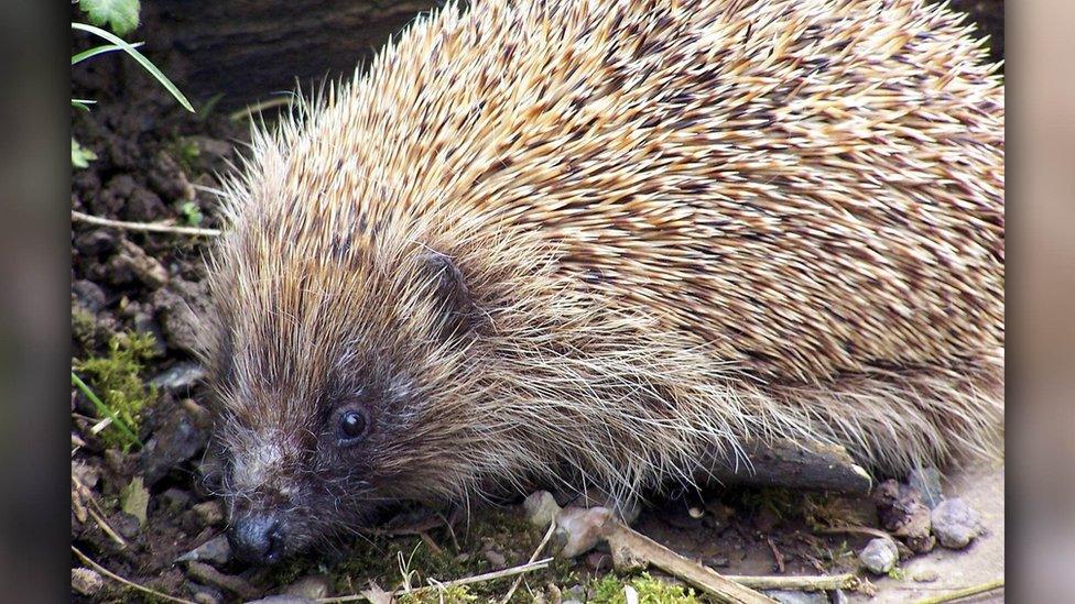 A hedgehog among stones and wood