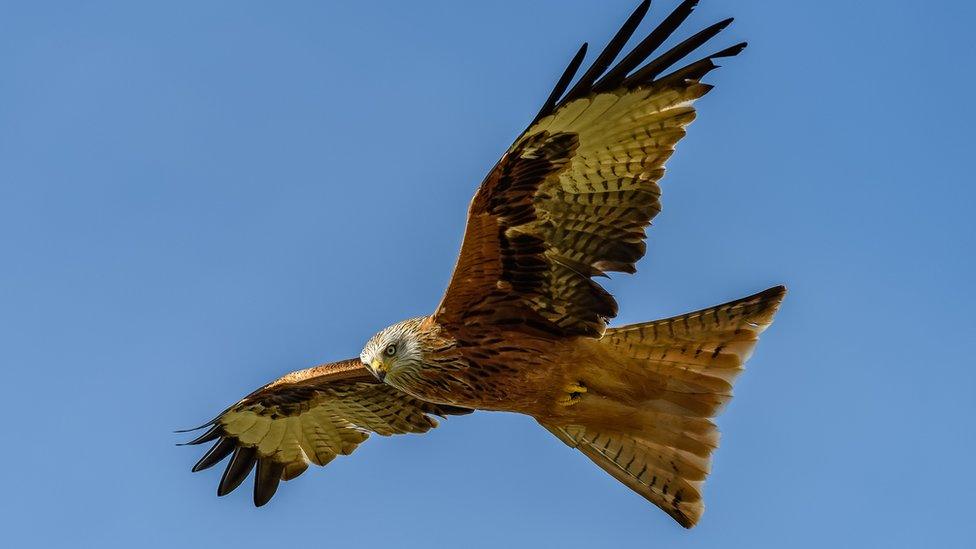 Close-up of a Red Kite (Milvus milvus) in flight