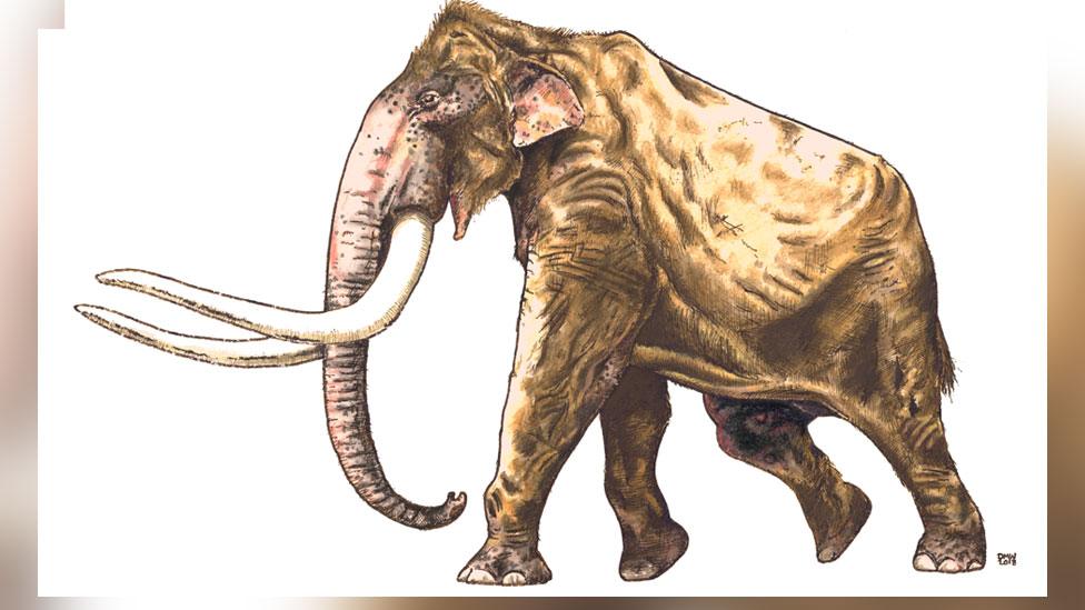 Artist's impression of West Runton mammoth