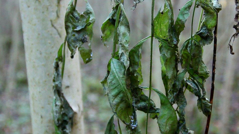 Wilted leaves showing ash dieback