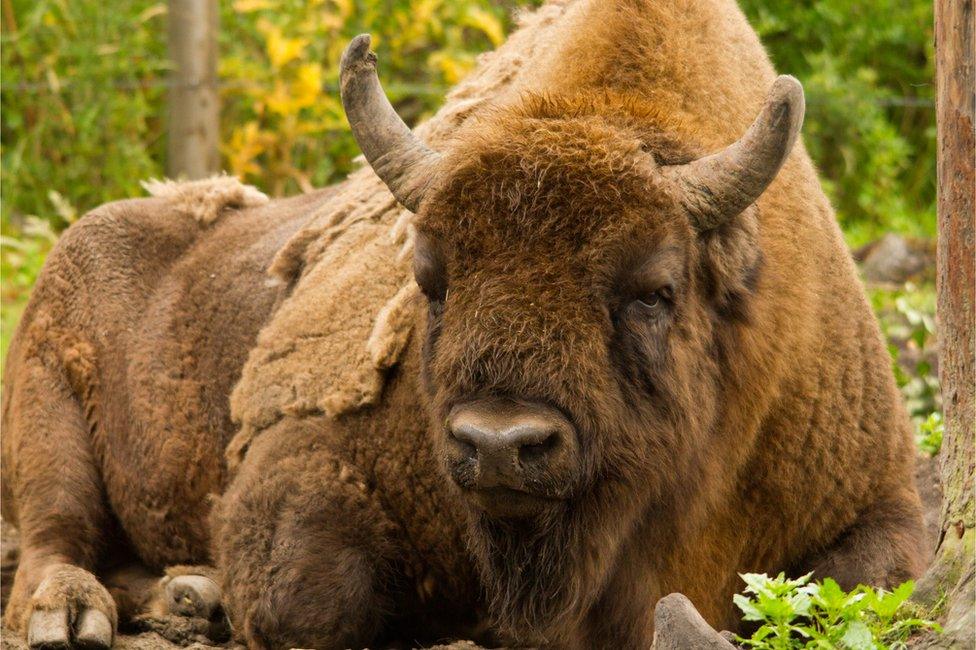 Bison in Kent