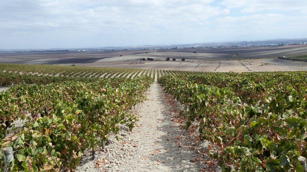 Vineyards near Jerez de la Frontera