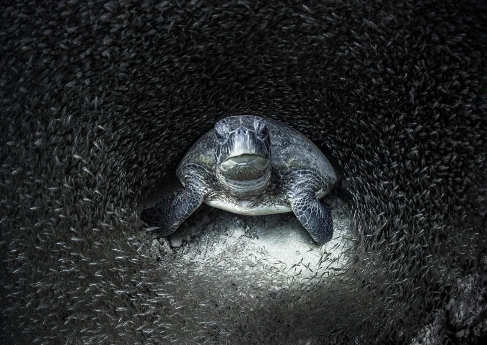 A green sea turtle surrounded by glass fish