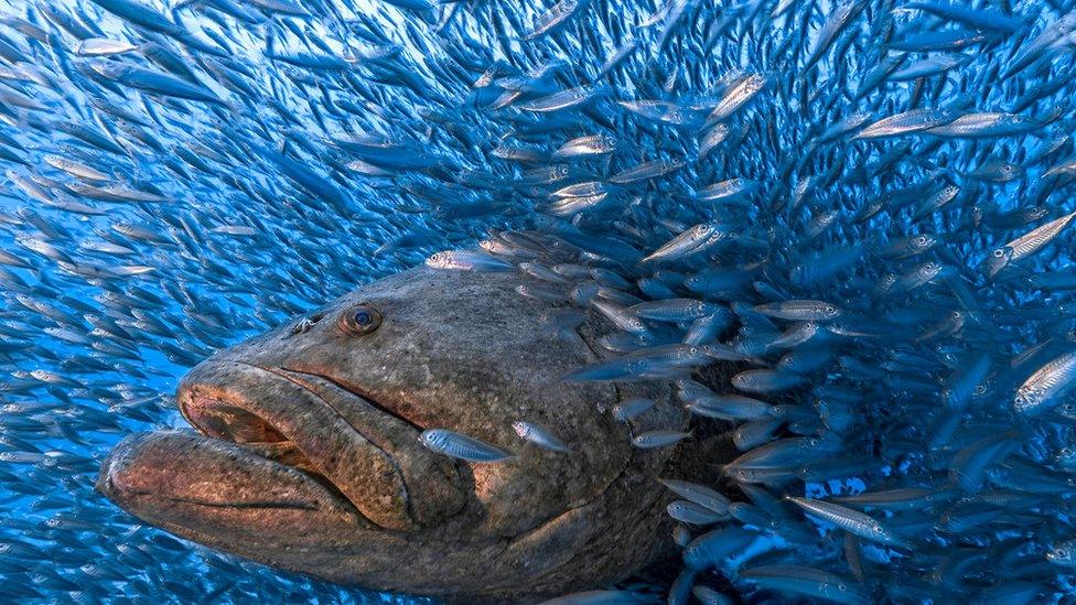 Atlantic goliath grouper