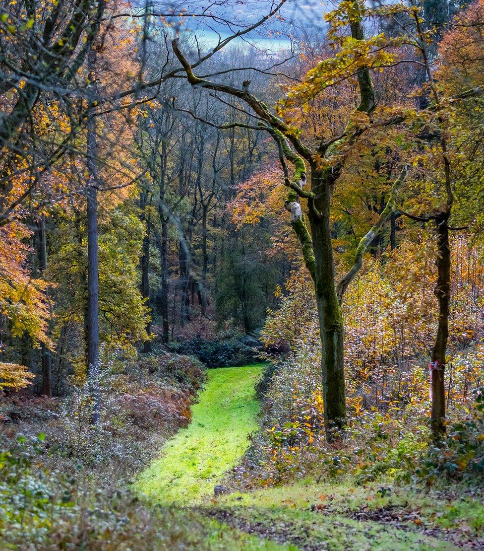 Wytham Woods