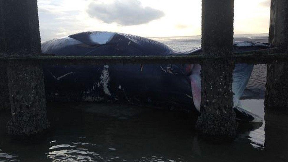 Whale on beach in Shoeburyness