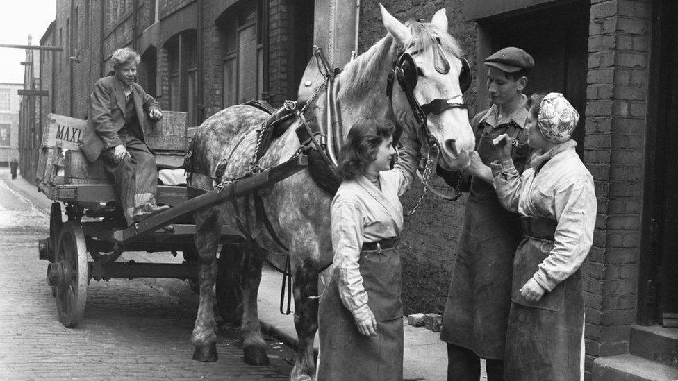 Dray horse in Sunderland 1954