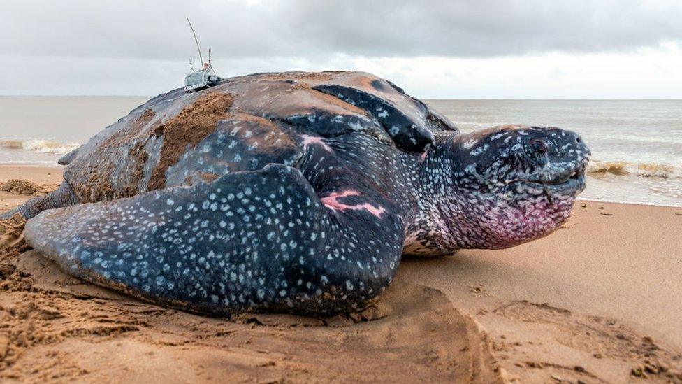 leatherback-sea-turtle.