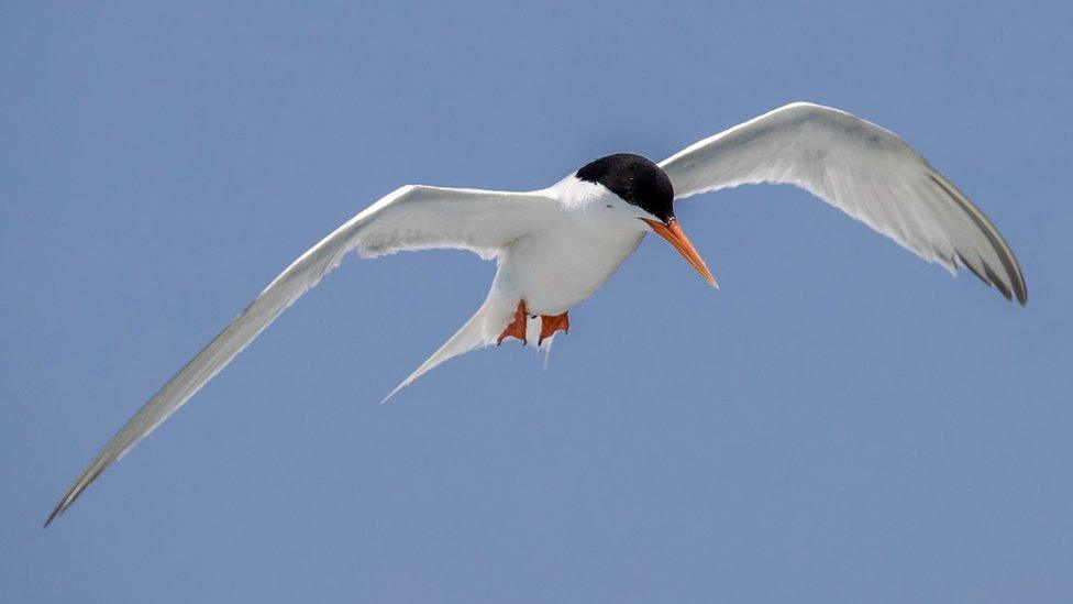 Roseate tern