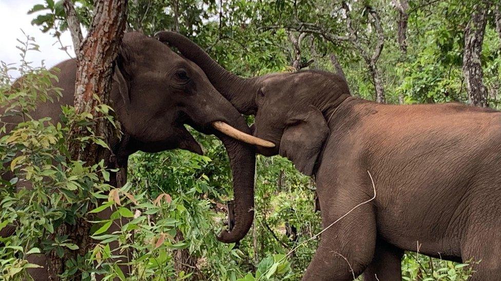 Elephants playing