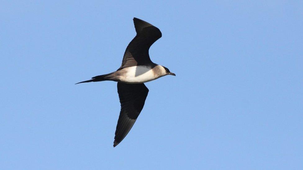 Arctic skua