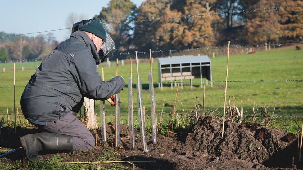 Hedge planting