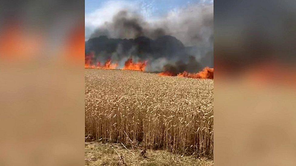 Burgate field fire