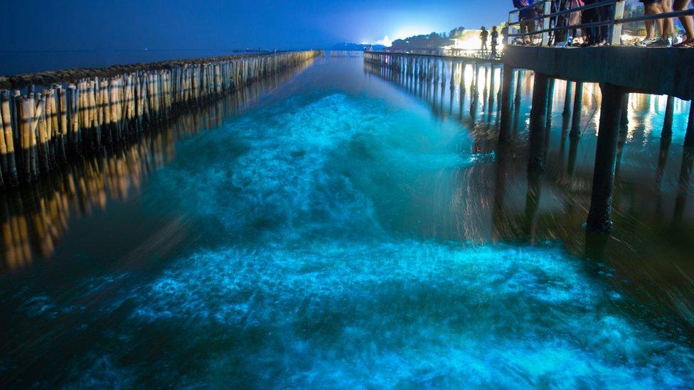 Noctiluca glowing in bay