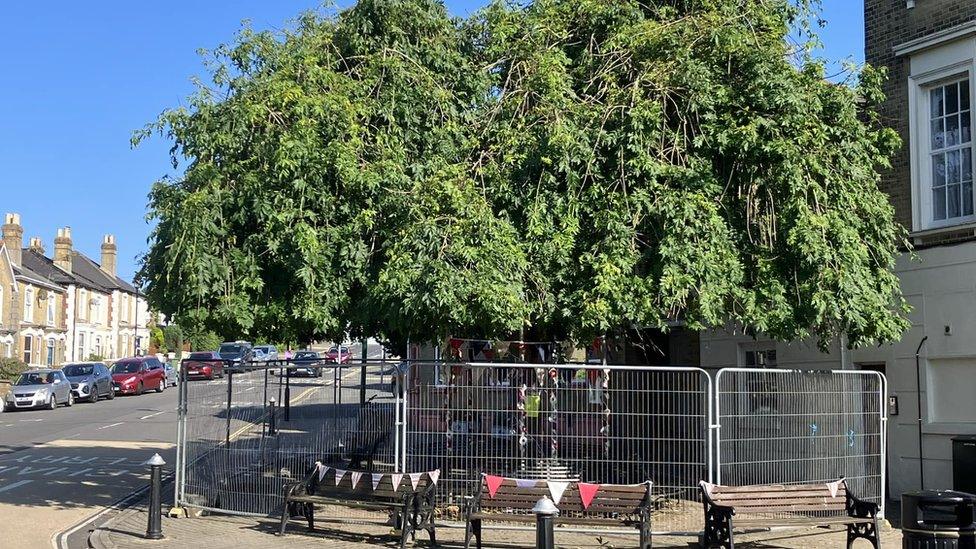 Weeping ash in East Cowes