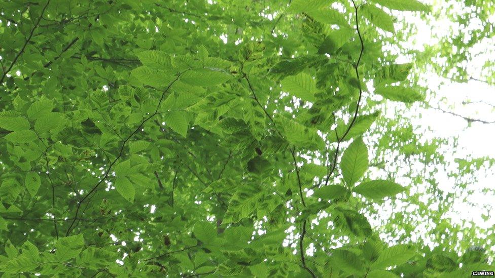 Foliage displaying signs of Beech Leaf Disease