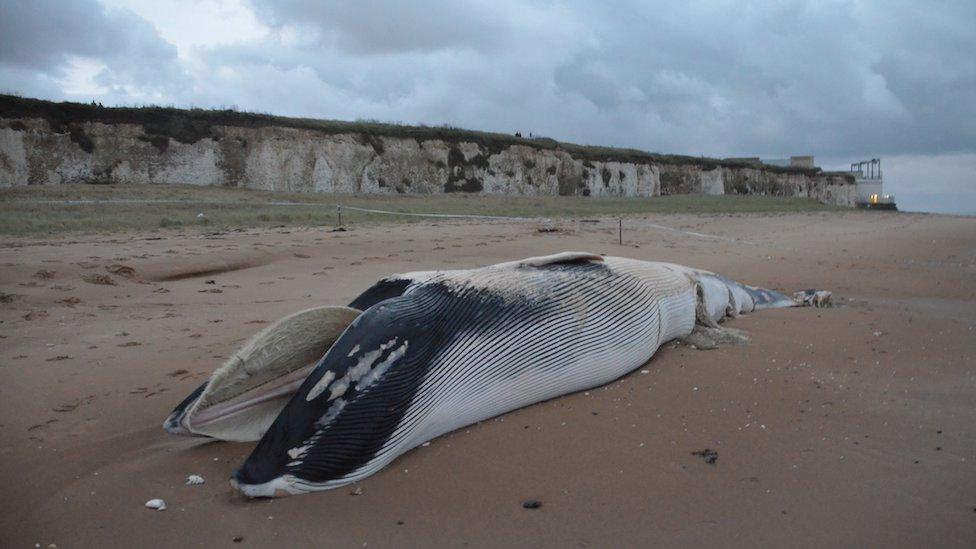 Fin whale, Botany Bay, just east of Margate