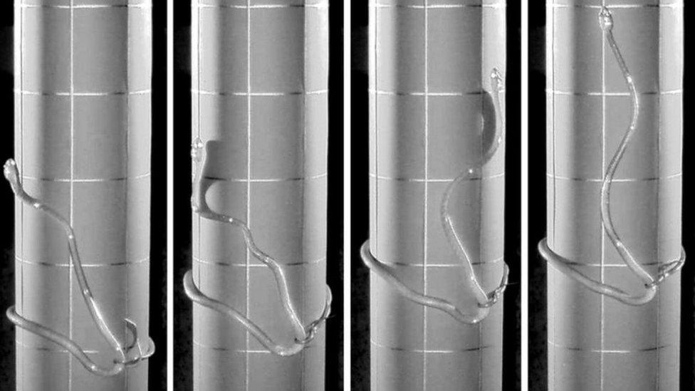 Courtesy of Colorado State Unitversity - an image of a snake winding up a smooth vertical surface