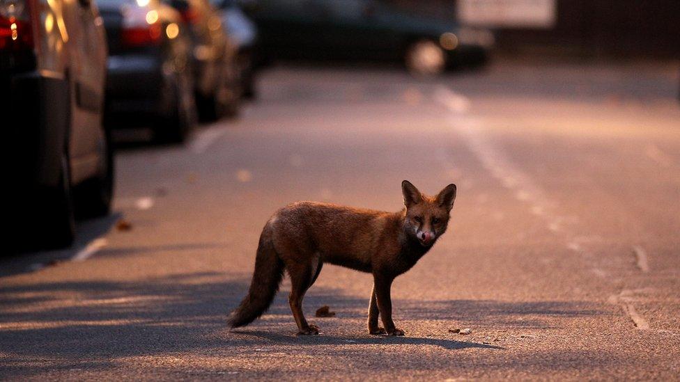 Fox in London