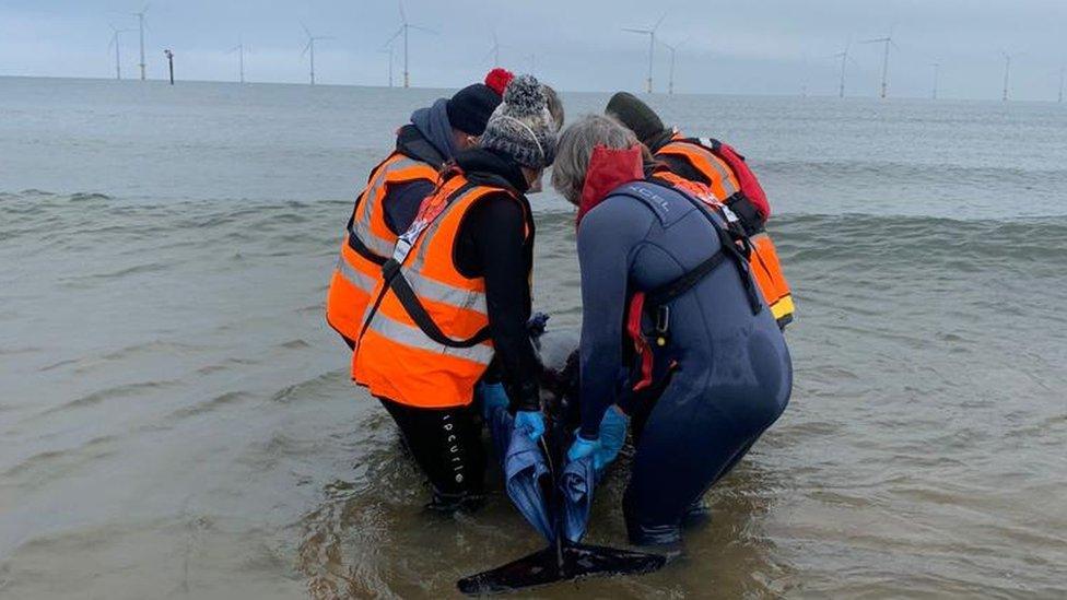 Five people in wetsuits carry a dolphin into the sea on a tarpaulin