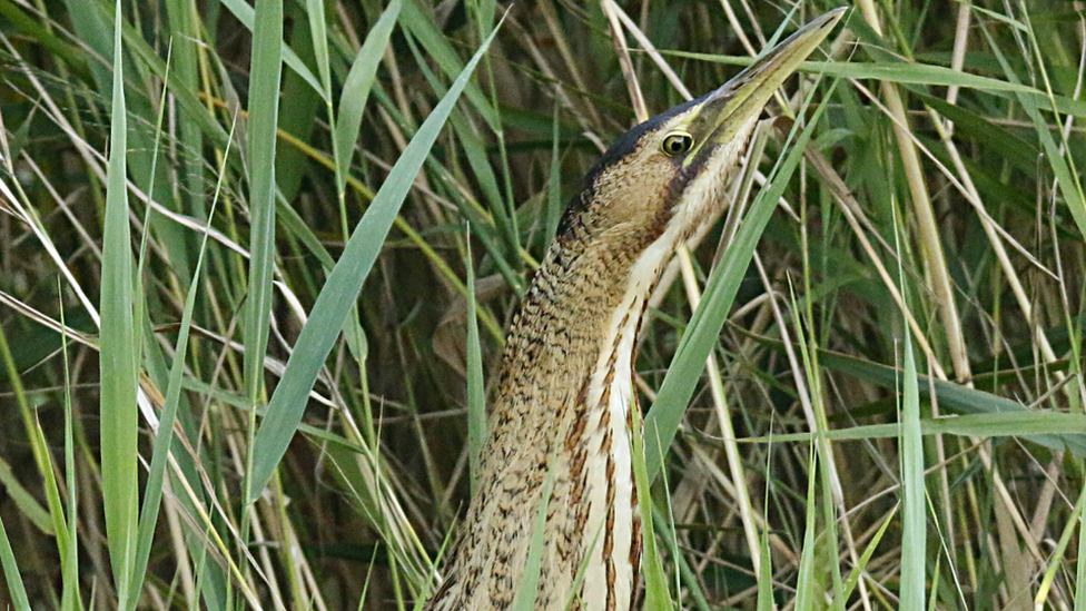 Bittern in reeds