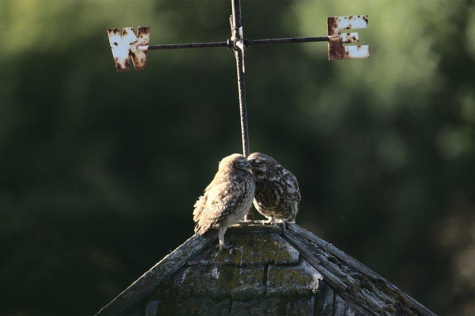 "Little Owl Chick and Dad", by David Jeffery