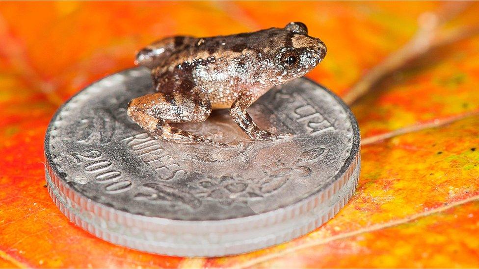 Robinmoore's Night Frog