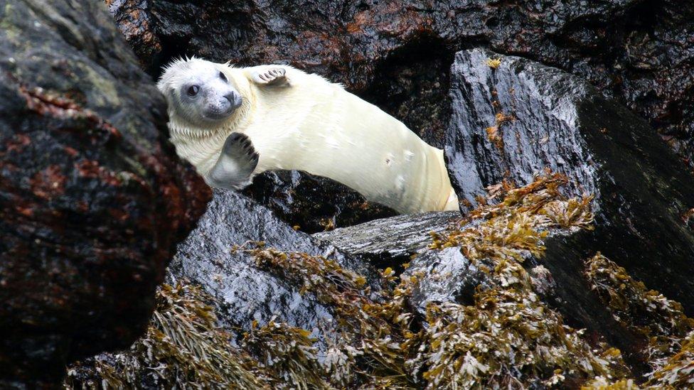 Seal pup hauled on to rocks