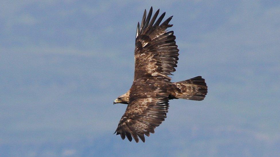 Golden eagle on Canna