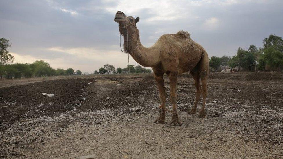 A camel in a dried-up field near Dewas, Madhya Pradesh (10 April 2016)